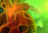 WMFG_1_QUADRO_FERMI
