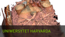 Harvard University