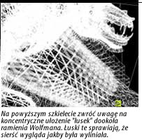 wolf_shells_txt.jpg